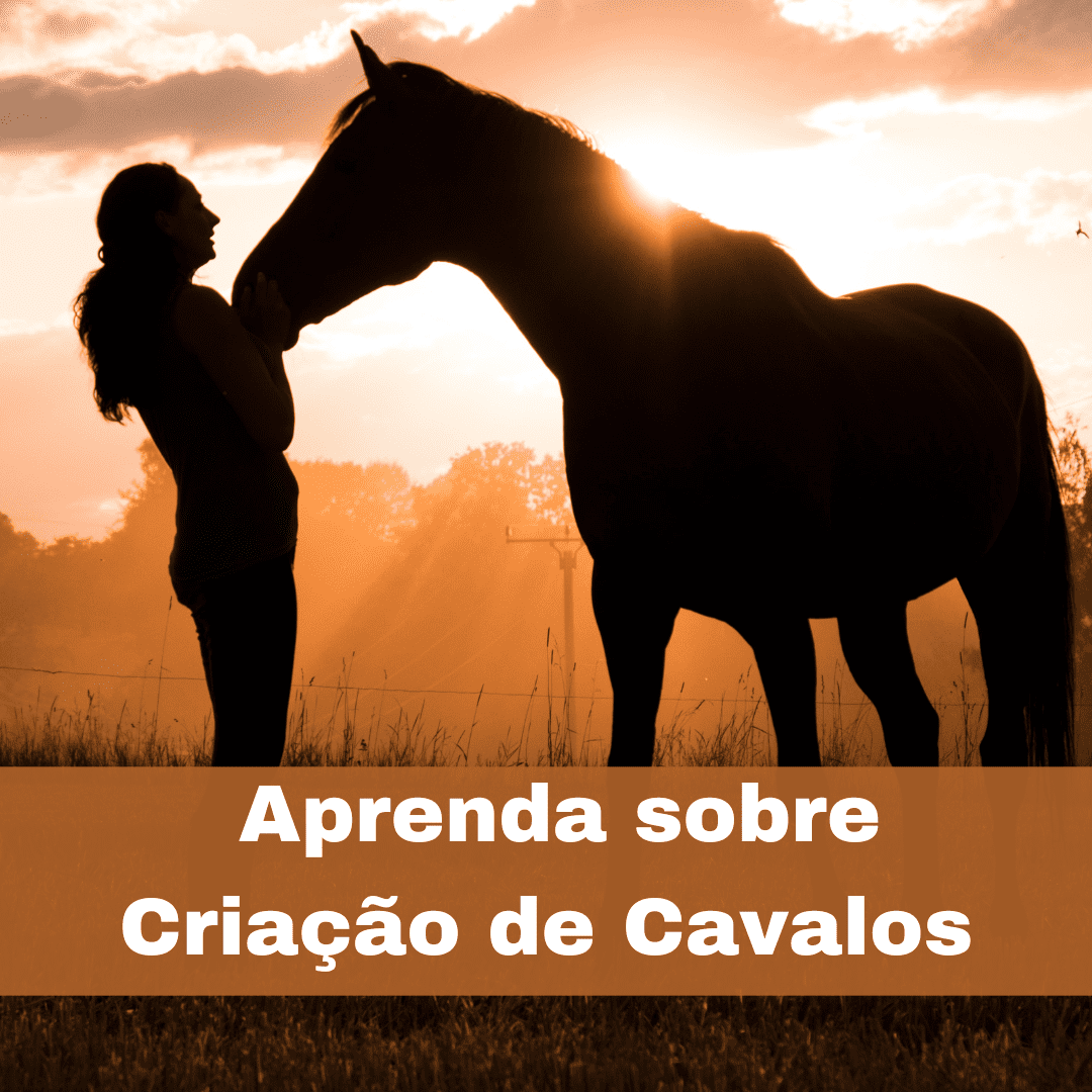 Guia Completo para Iniciar e Criar Cavalos de Raça em Sua Fazenda
