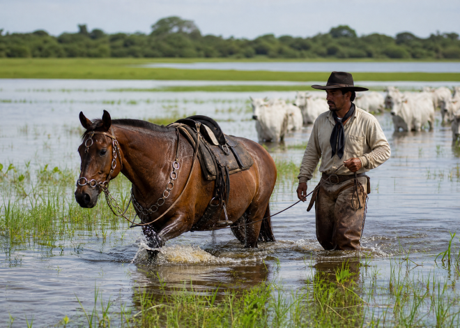 A Renascença do Cavalo de Trabalho: Por Que Criadores Modernos Estão Voltando às Raças Rústicas ?