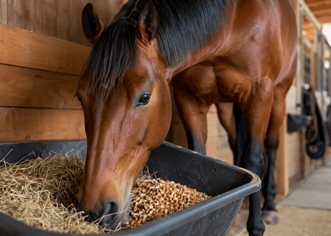 Manejo Nutricional de Cavalos Atletas: Otimizando Desempenho e Saúde