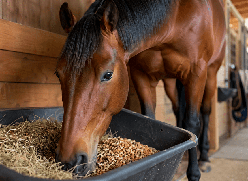 Manejo Nutricional de Cavalos Atletas: Otimizando Desempenho e Saúde
