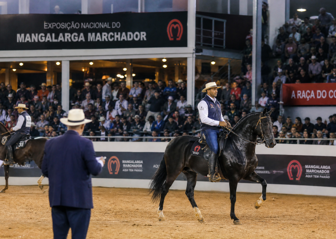 Mangalarga Marchador: A Elegância do Andamento e a Paixão Nacional na Exposição