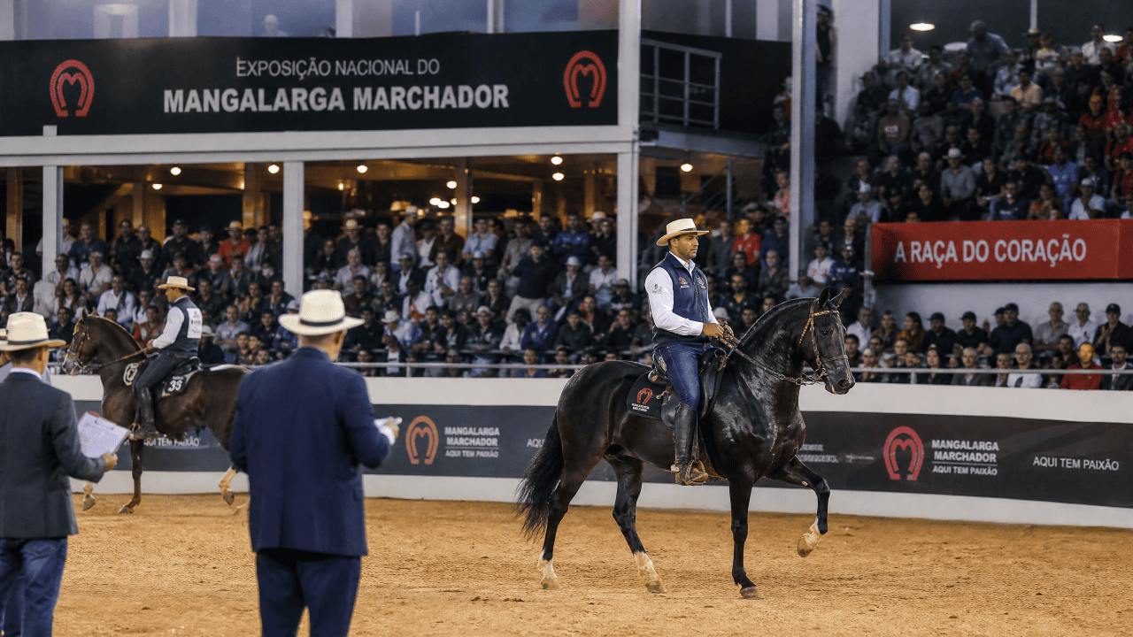 Mangalarga Marchador: A Elegância do Andamento e a Paixão Nacional na Exposição